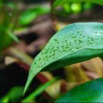 cây thủy sinh bị rêu đốm xanh bám lá