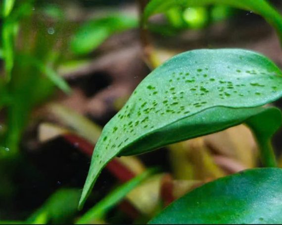 cây thủy sinh bị rêu đốm xanh bám lá