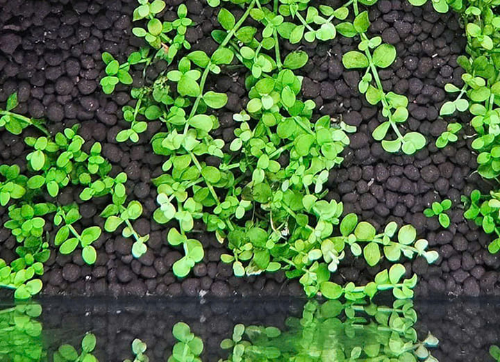 Cây Trân Châu Ngọc Trai thiếu sắt