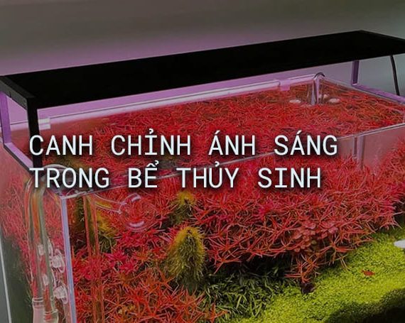 canh chỉnh ánh sáng cho bể thủy sinh